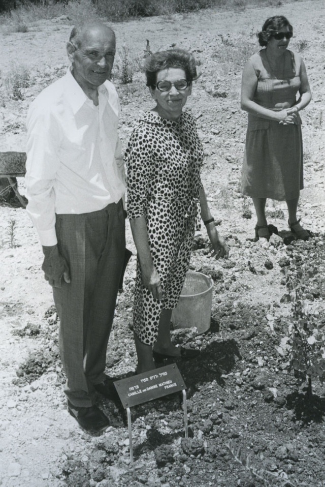 Plantation de l'arbre