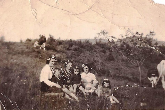 Eugenie Rolhion (vaches)