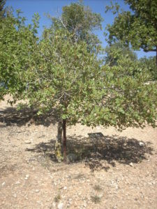 Arbre Suzanne Bourlat