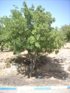 L'arbre dans le jardin des Justes