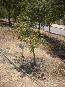 Arbre des Dorso à Yad Vashem